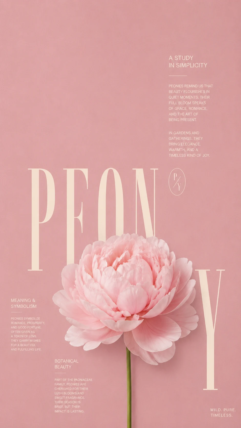 Affiche pivoine rose