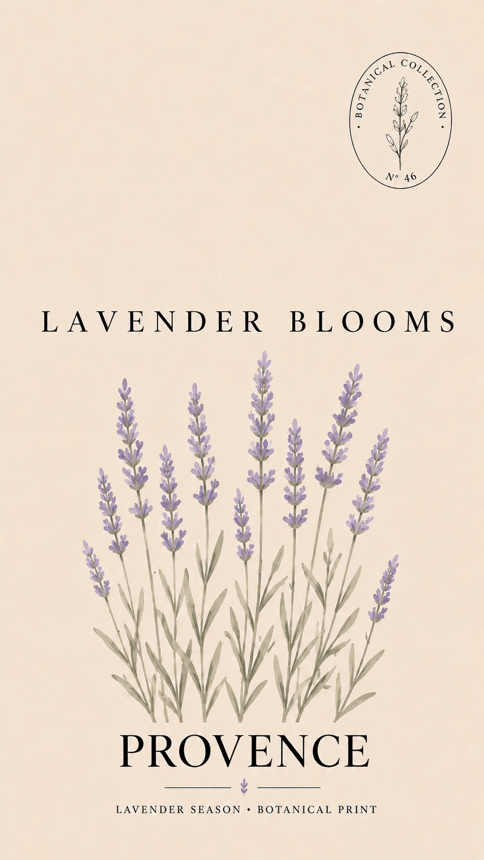 Lavender blooms Provence