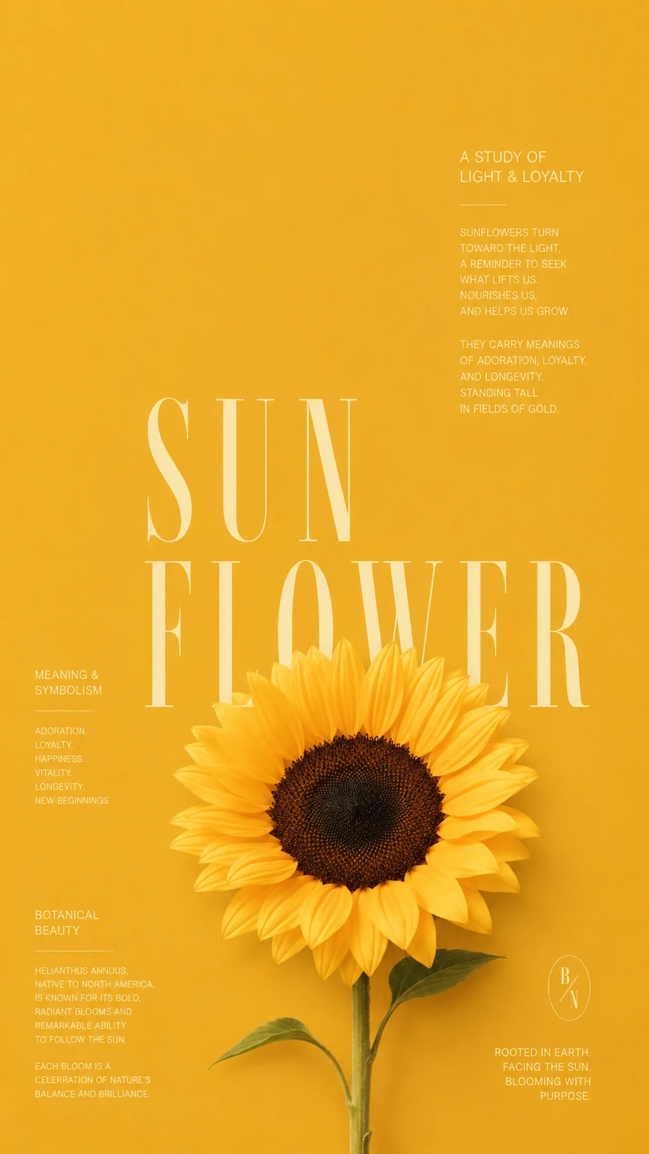 Tournesol affiche botanique